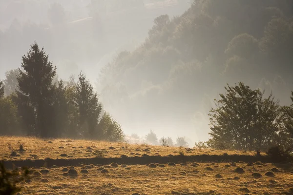 Romanian mountain landscape with fog and trees — Stock Photo, Image