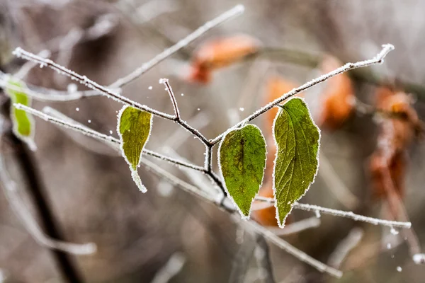 Frozen plants and leaves with details at the end of autumn — Stock Photo, Image