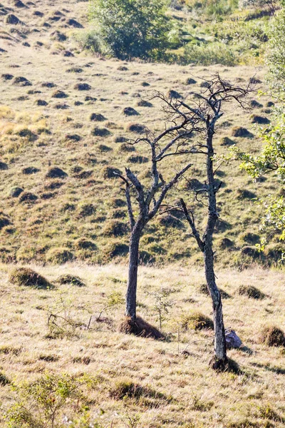 Roemeense berglandschap met bomen — Stockfoto