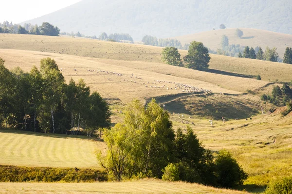 Paesaggio montano rumeno con nebbia e alberi — Foto Stock