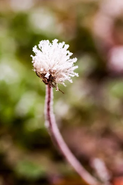 Frozen plants and leaves with details at the end of autumn — Stock Photo, Image