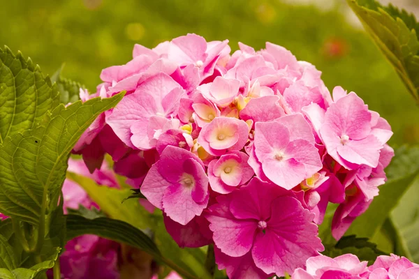 霍滕西亚·伊德兰西亚-植物与花和叶子-细节 — 图库照片