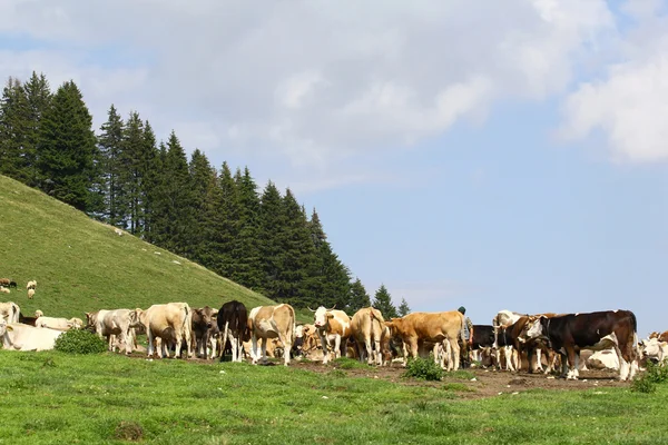 Paisaje de las montañas Bucegi, parte de los Cárpatos del Sur en Rumania — Foto de Stock