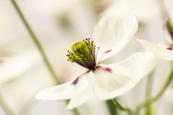 Coquelicot blanc avec détails — Photo