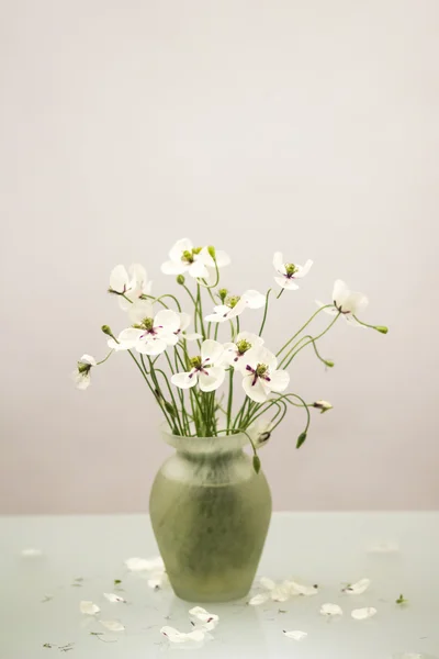 Coquelicots blancs dans un vase — Photo