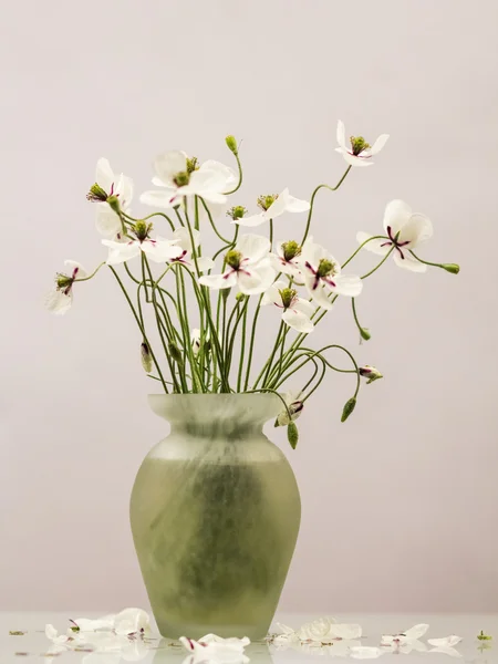 Papaveri bianchi in un vaso — Foto Stock