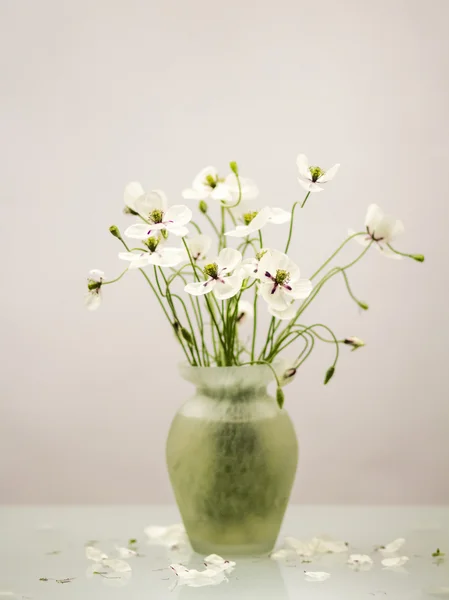 Papoilas brancas em um vaso — Fotografia de Stock