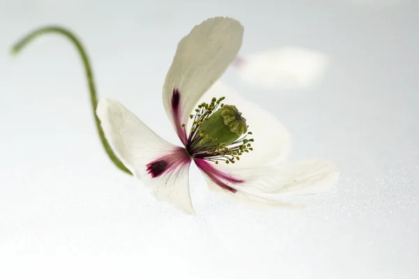 White poppy met details — Stockfoto