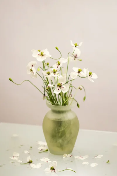 Белые маки в вазе — стоковое фото