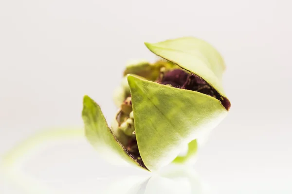 Stapelia variegata flower wwith white background and reflexions — Stock Photo, Image