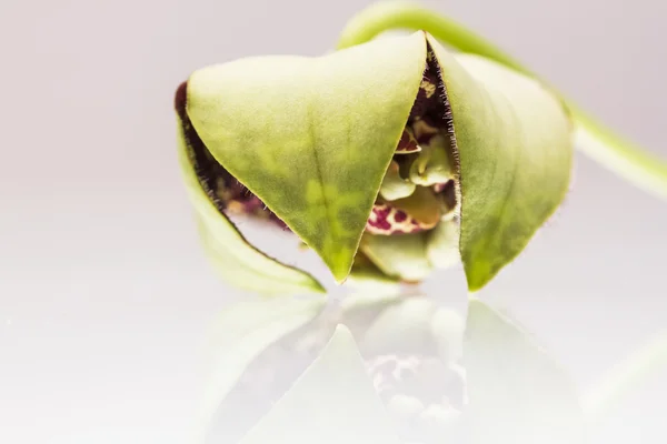 Stapelia variegata flor wwith fondo blanco y reflexiones —  Fotos de Stock