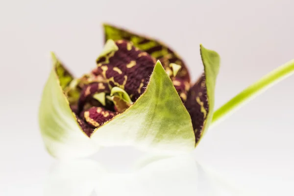 Stapelia variegata flor wwith fondo blanco y reflexiones —  Fotos de Stock