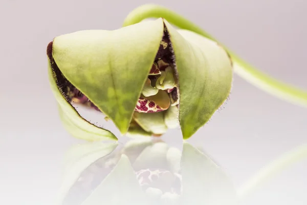 Stapelia variegata blomma wwith vit bakgrund och reflexioner — Stockfoto