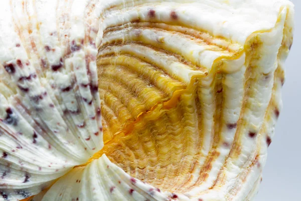 Seashell färger och struktur — Stockfoto