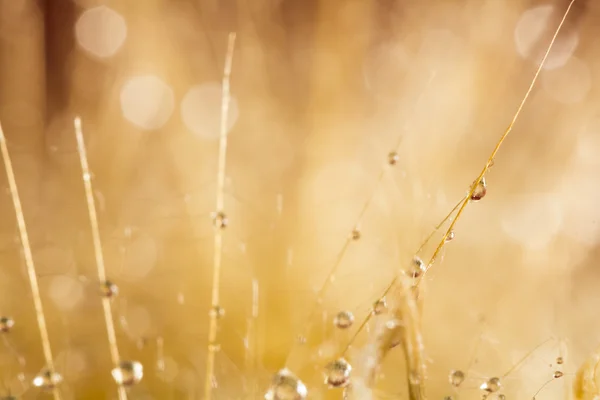 Semillas de diente de león con gotas de agua sobre fondo natural — Foto de Stock