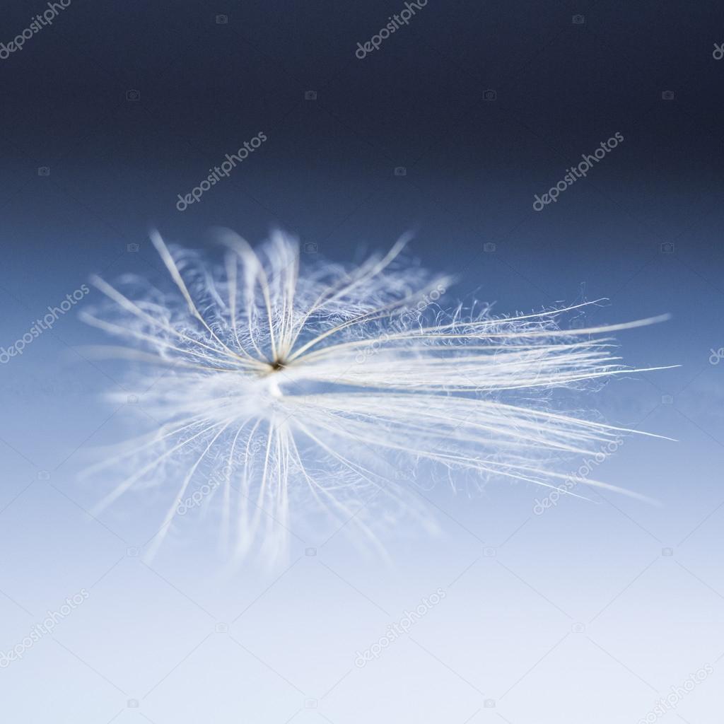 Dandelion seed with reflexion on dark background