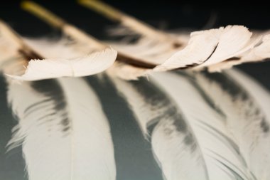 Renkli horoz tüy detayları ve yenilgileri ile