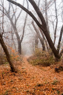 Sis ve ağaçları ile Romanya dağ manzarası