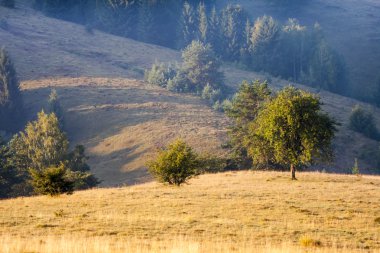 Sis ve ağaçları ile Romanya dağ manzarası