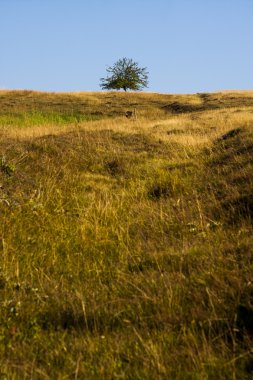 Sis ve ağaçları ile Romanya dağ manzarası