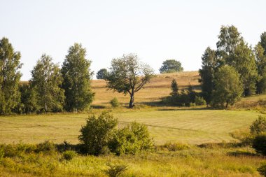 Sis ve ağaçları ile Romanya dağ manzarası