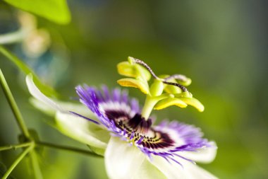 Tutku çiçek (Passiflora incarnata) ayrıntıları ile