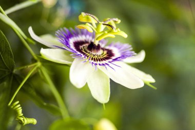 Tutku çiçek (Passiflora incarnata) ayrıntıları ile