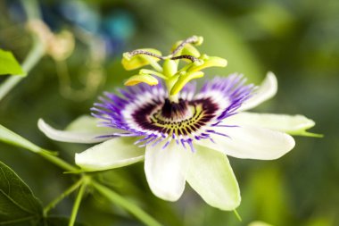 Tutku çiçek (Passiflora incarnata) ayrıntıları ile