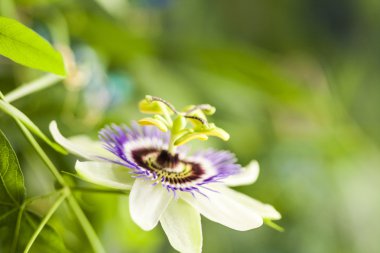 Tutku çiçek (Passiflora incarnata) ayrıntıları ile