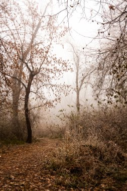 Donmuş bitkiler ve ağaçlar ayrıntıları ve sis sonbahar sonunda parkta