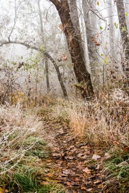 Donmuş bitkiler ve ağaçlar ayrıntıları ve sis sonbahar sonunda parkta