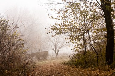 Donmuş bitkiler ve ağaçlar ayrıntıları ve sis sonbahar sonunda parkta