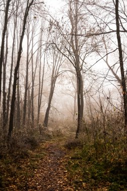 Donmuş bitkiler ve ağaçlar ayrıntıları ve sis sonbahar sonunda parkta