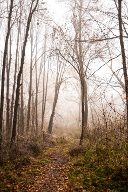 Donmuş bitkiler ve ağaçlar ayrıntıları ve sis sonbahar sonunda parkta