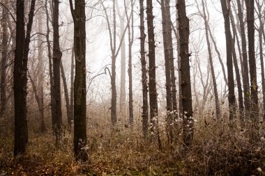 Donmuş bitkiler ve ağaçlar ayrıntıları ve sis sonbahar sonunda parkta