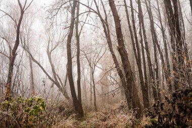 Donmuş bitkiler ve ağaçlar ayrıntıları ve sis sonbahar sonunda parkta