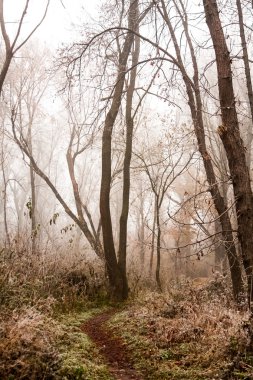 Donmuş bitkiler ve ağaçlar ayrıntıları ve sis sonbahar sonunda parkta