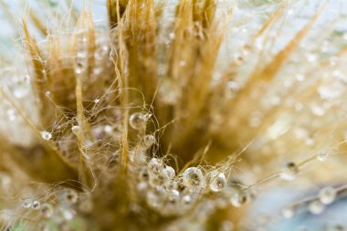 karahindiba tohumları ile doğal zemin üzerine su damlaları