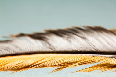 Renkli horoz tüy detayları ve yenilgileri ile