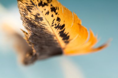 Renkli horoz tüy detayları ve yenilgileri ile