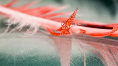 Renkli horoz tüy detayları ve yenilgileri ile