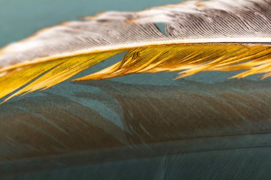 Renkli horoz tüy detayları ve yenilgileri ile