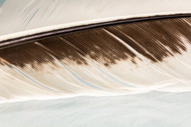 Renkli horoz tüy detayları ve yenilgileri ile