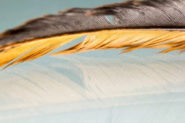 Renkli horoz tüy detayları ve yenilgileri ile