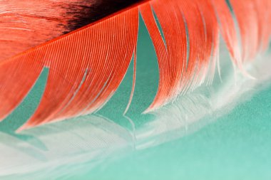 Renkli horoz tüy detayları ve yenilgileri ile