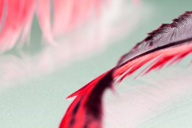 Renkli horoz tüy detayları ve yenilgileri ile