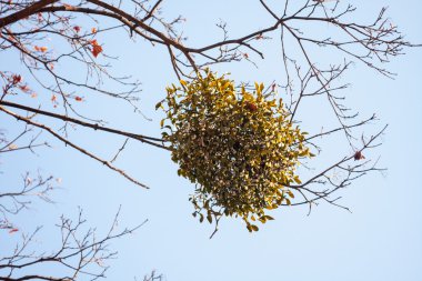 Ökse otu doğal ortamlarında ağaç dalı