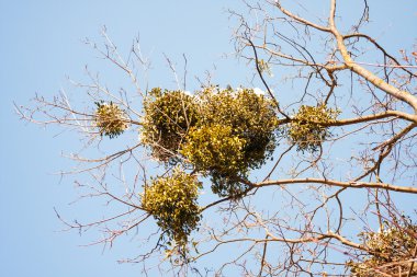Ökse otu doğal ortamlarında ağaç dalı