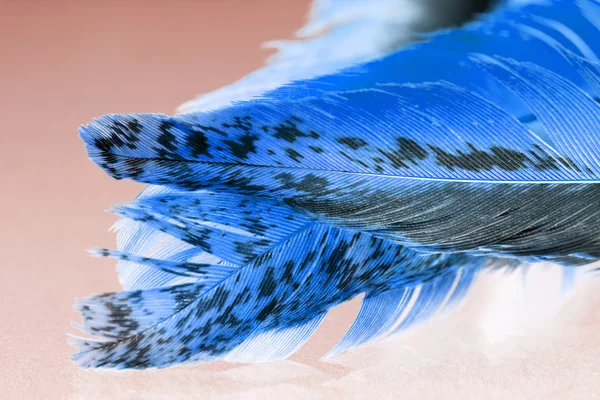 Piuma di gallo colorata con dettagli e riflessi — Foto Stock