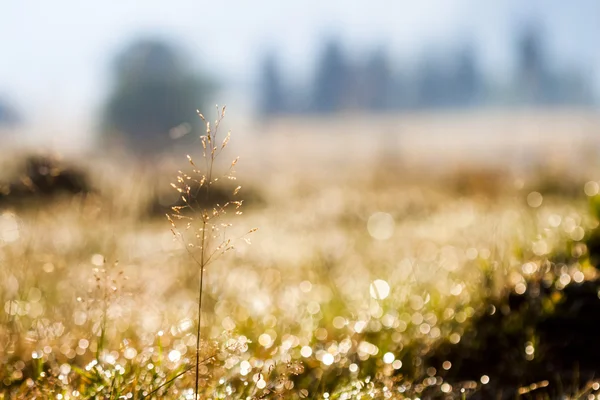 Plants and vegetation in the morning light with beautiful bokeh — Stock Photo, Image